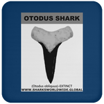 GR OTODUS T C