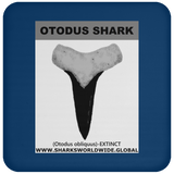 GR OTODUS T C