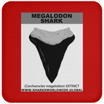 GR MEGALODON T C