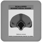 GR SCAL BONN J C
