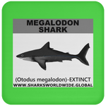 SSP MEGALODON C