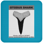 GR OTODUS T C