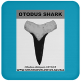 GR OTODUS T C