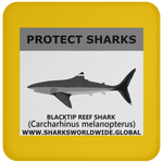 PRS BLACKTIP REEF V1 C