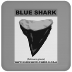 GR BLUE S T C