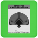 GR SCAL BONN J C