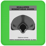 GR SCAL BONN J C