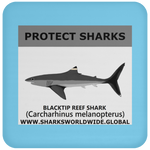 PRS BLACKTIP REEF V1 C