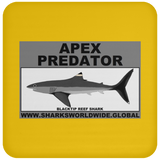 AP BLACKTIP REEF C