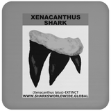 GR XENACANTHUS T C