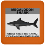 SSP MEGALODON C