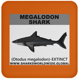 SSP MEGALODON C