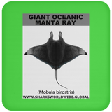 G OCEANIC MANTA C