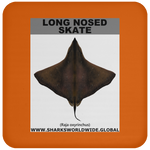LONG NOSED SKATE C