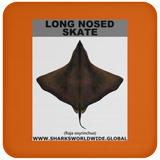 LONG NOSED SKATE C