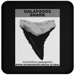 GR GALAPAGOS T C