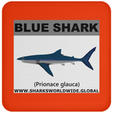 SSP BLUE SHARK C