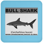 SSP BULL SHARK C