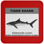SSP TIGER SHARK C