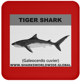SSP TIGER SHARK C