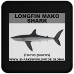SSP LONGFIN C