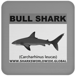 SSP BULL SHARK C