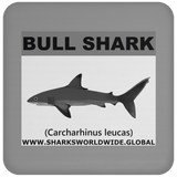 SSP BULL SHARK C