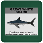 SSP GREAT WHITE C