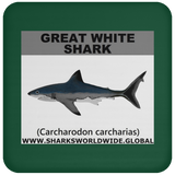 SSP GREAT WHITE C