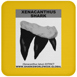 GR XENACANTHUS T C