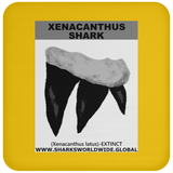GR XENACANTHUS T C