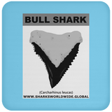 GR BULL SHARK T C