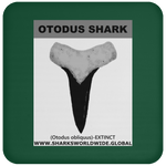 GR OTODUS T C