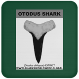 GR OTODUS T C