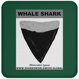 GR WHALE S T C