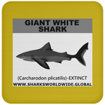 SSP GIANT WHITE C