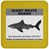 SSP GIANT WHITE C