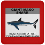 SSP GIANT MAKO C
