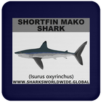 SSP SHORTFIN C