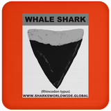 GR WHALE S T C