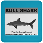 SSP BULL SHARK C