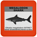 SSP MEGALODON C