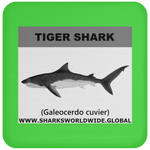 SSP TIGER SHARK C
