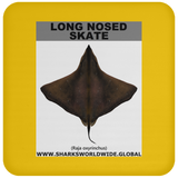 LONG NOSED SKATE C