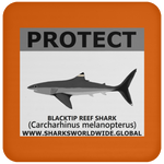 PRS BLACKTIP REEF V2 C