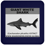 SSP GIANT WHITE C