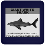 SSP GIANT WHITE C