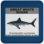 SSP GREAT WHITE C