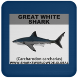 SSP GREAT WHITE C