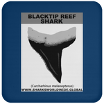 GR BLACKTIP REEF T C
